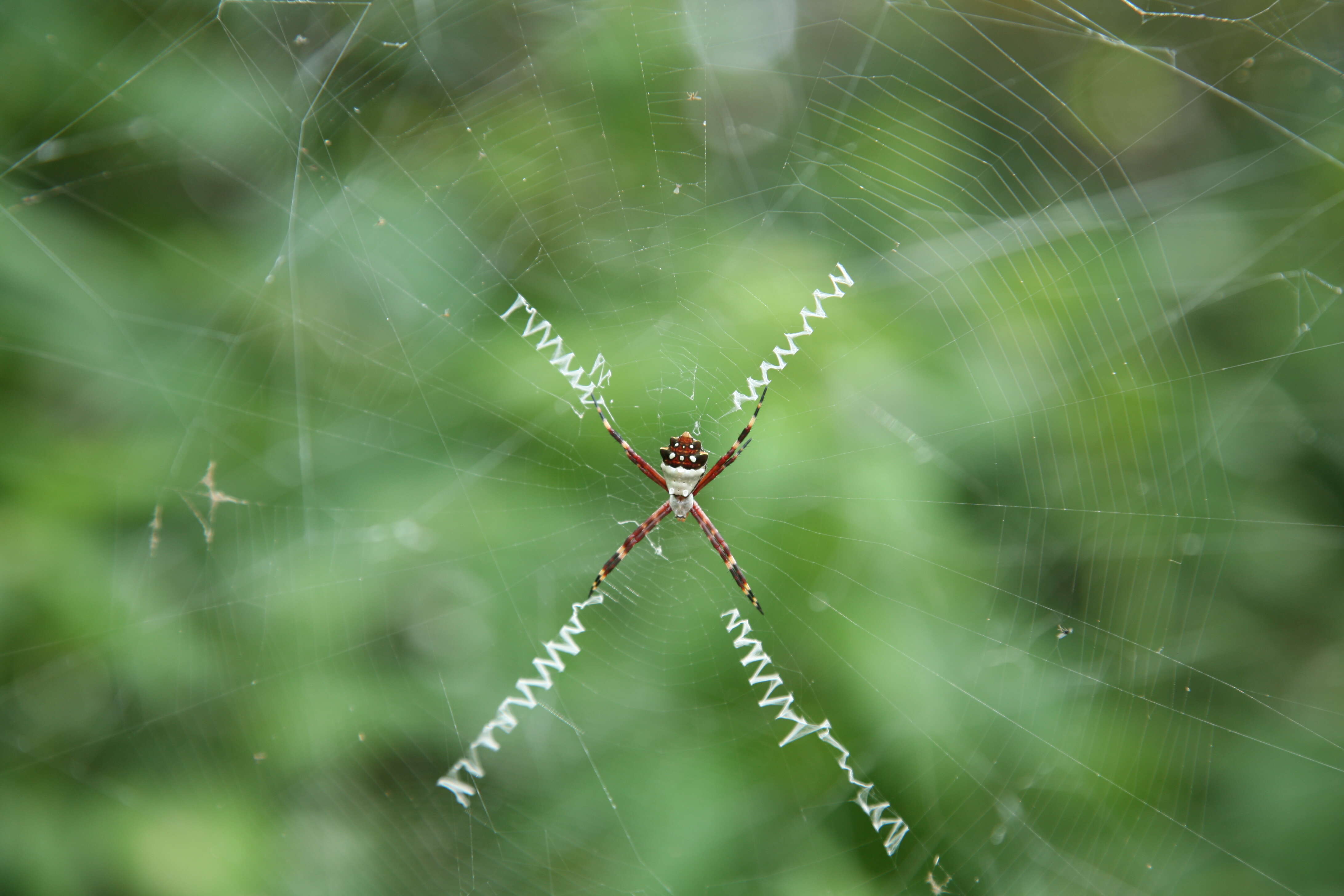 Image of Silver Argiope