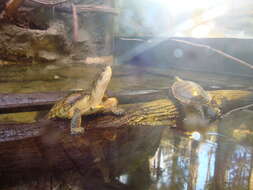 Image of Eastern Painted Turtle