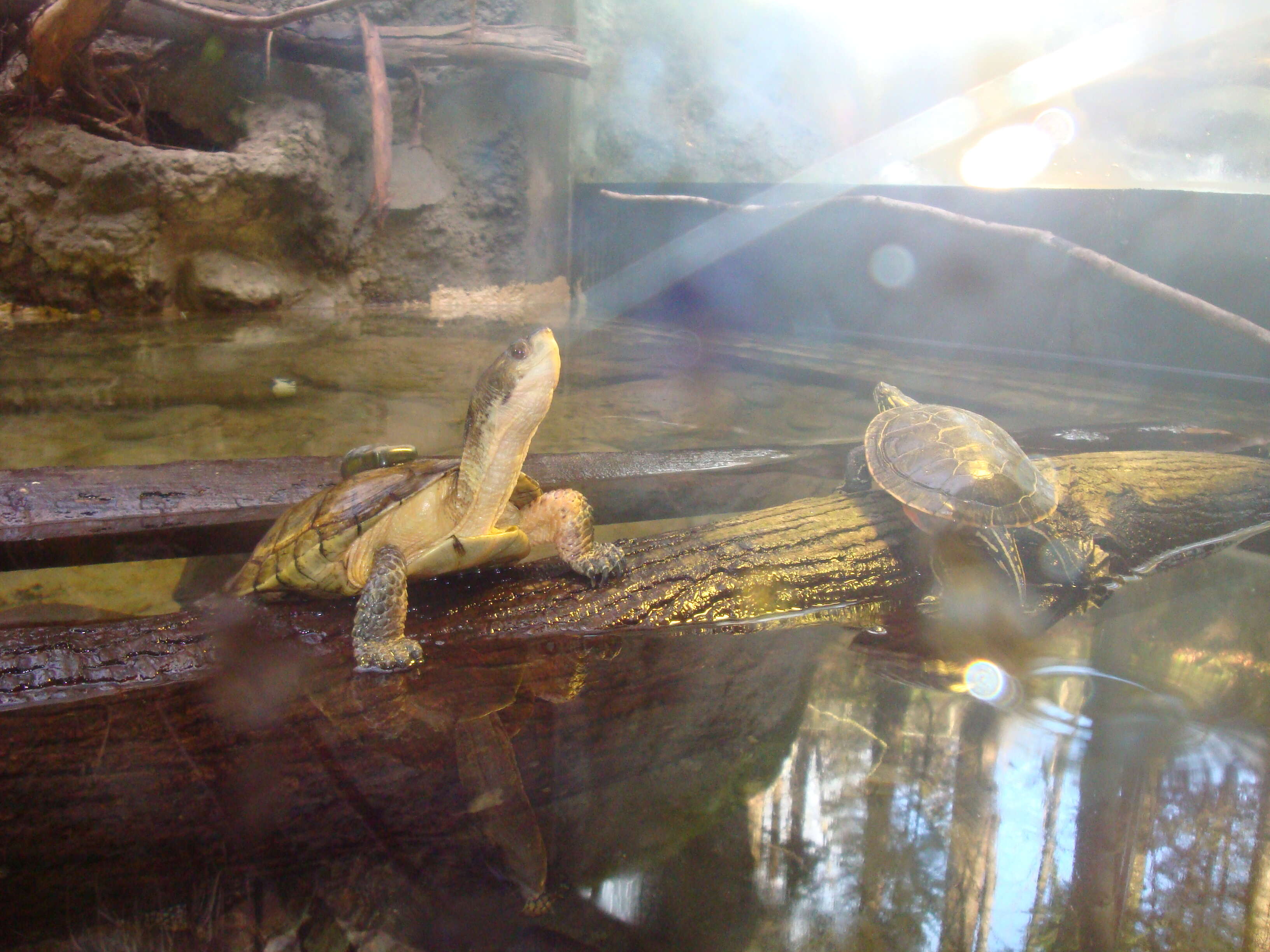 Image of Eastern Painted Turtle