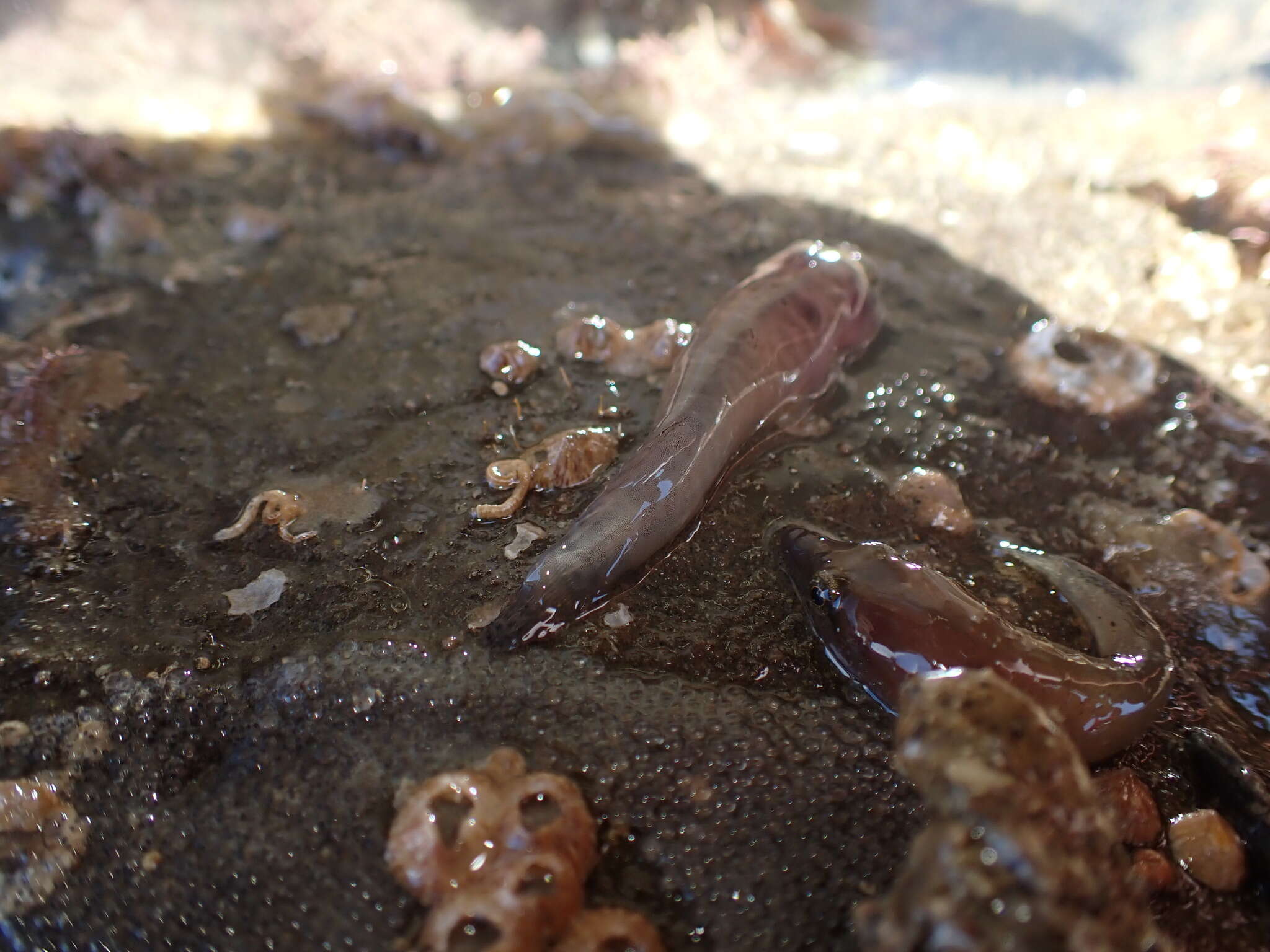 Image of New Zealand urchin clingfish