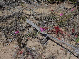 Polygala pubiflora Burch. ex DC.的圖片