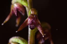 Image of Tiny midge-orchid