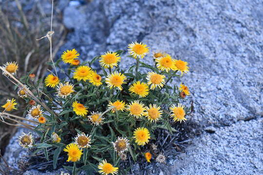 Imagem de Inula obtusifolia A. Kerner