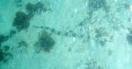 Image of Bluespotted cornetfish