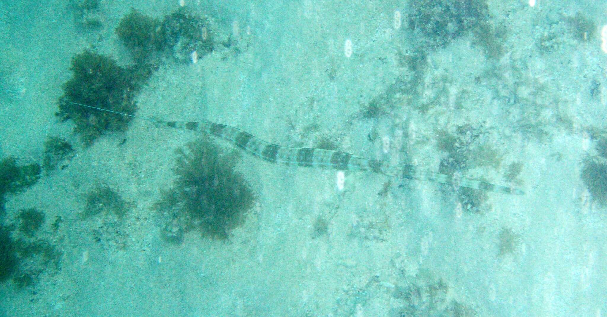 Image of Bluespotted cornetfish