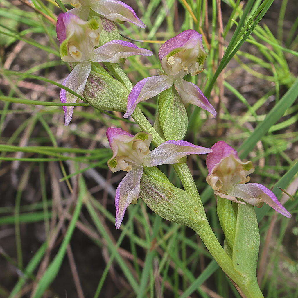 Image of Greendown Kappie