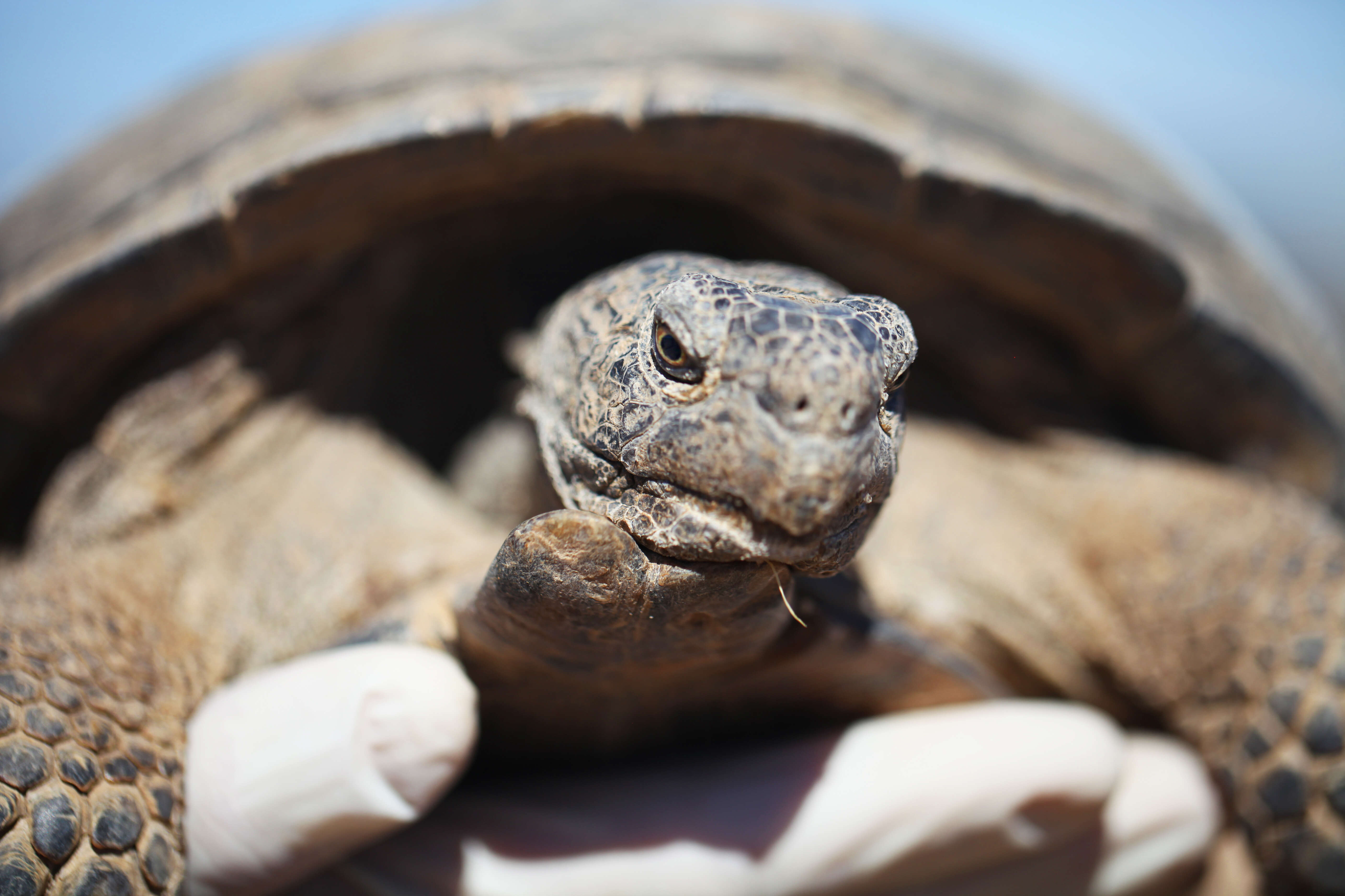 Image of desert tortoise