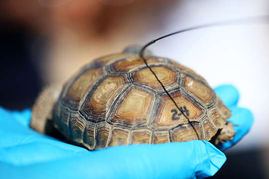 Image of desert tortoise