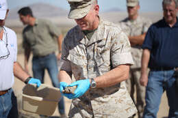 Image of desert tortoise