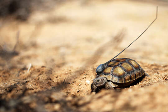 Image of desert tortoise