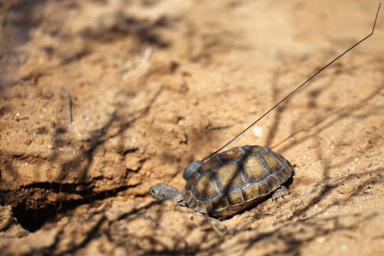 Image of desert tortoise