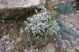 Image of Anaphalis nepalensis (Spreng.) Hand.-Mazz.