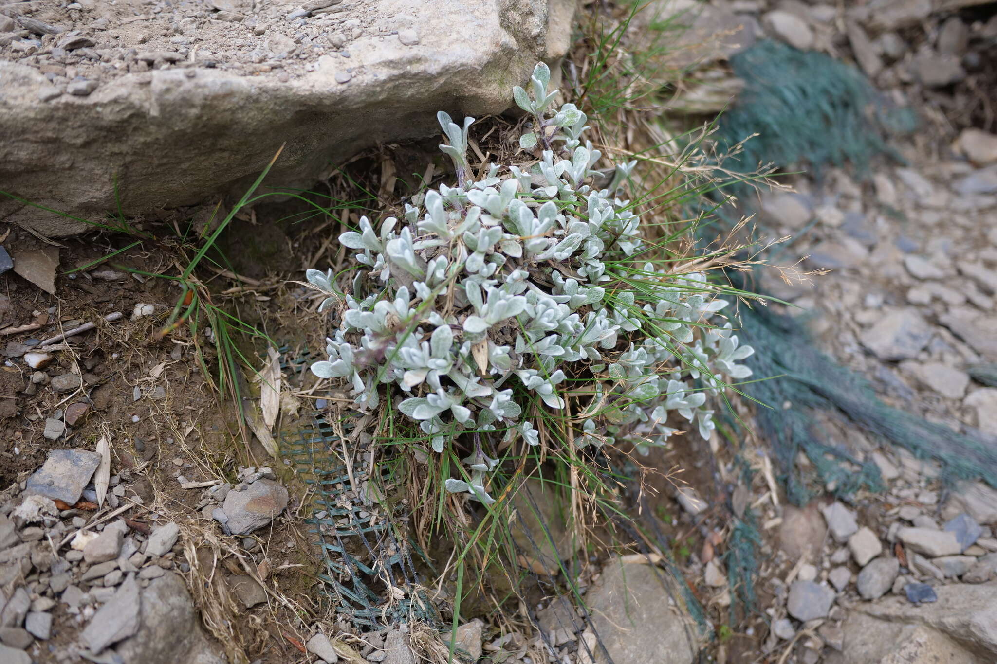 Anaphalis nepalensis (Spreng.) Hand.-Mazz.的圖片