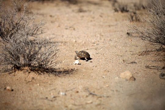 Image of desert tortoise