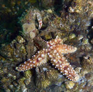 Image of Giant seastar