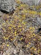 Image of Bare Monkey-Flower