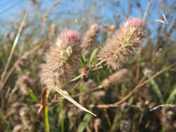 Imagem de Trifolium arvense L.