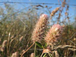 Image of Hare's-foot Clover