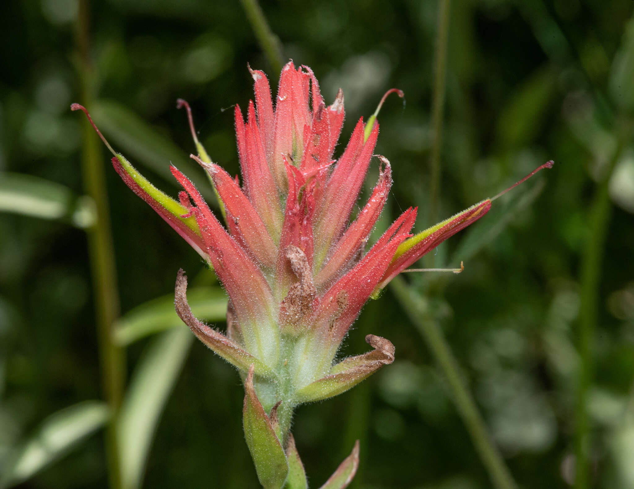 Image of giant red Indian paintbrush