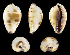 Image of Walker's Cowry