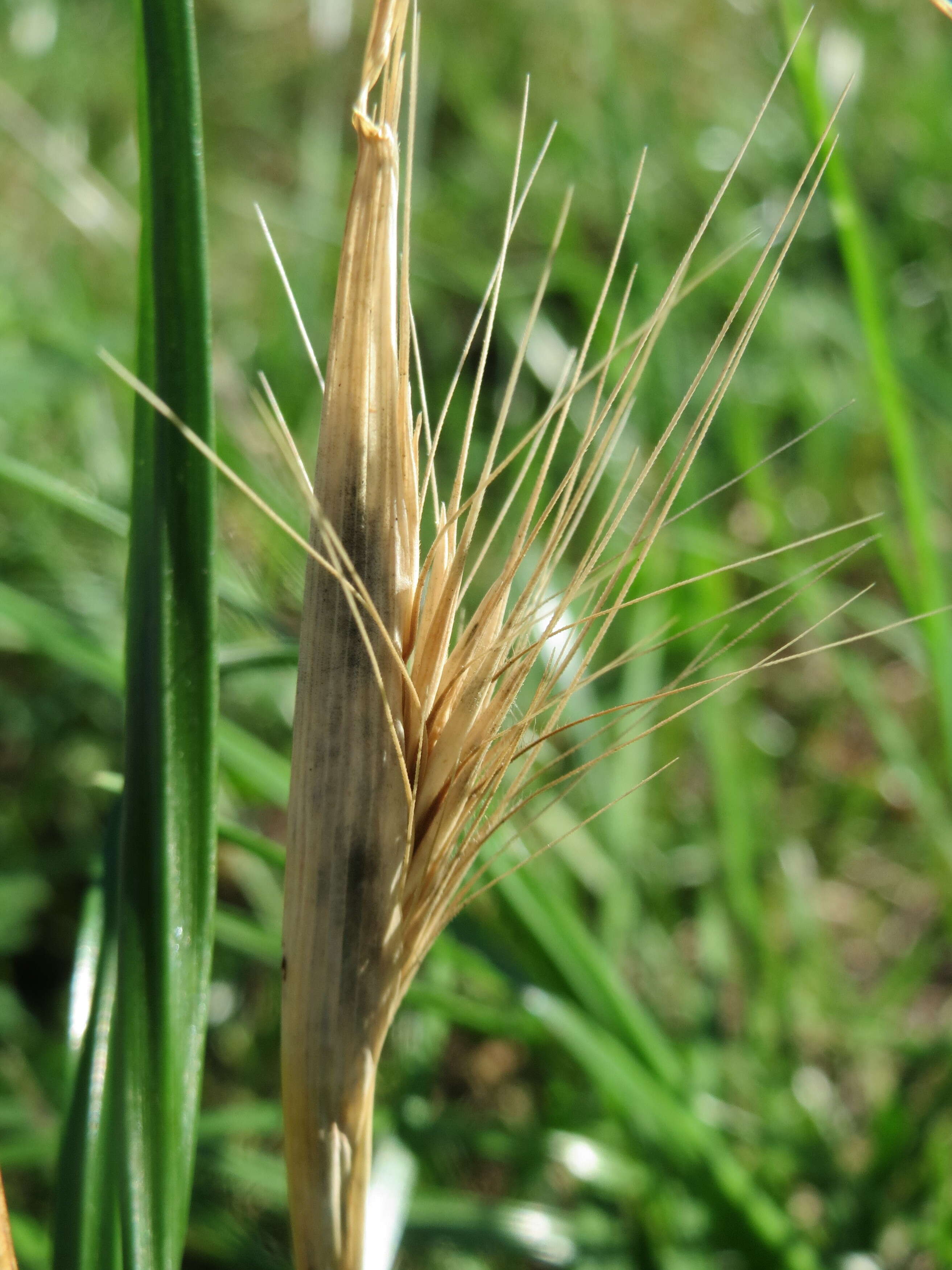 Image of mouse barley