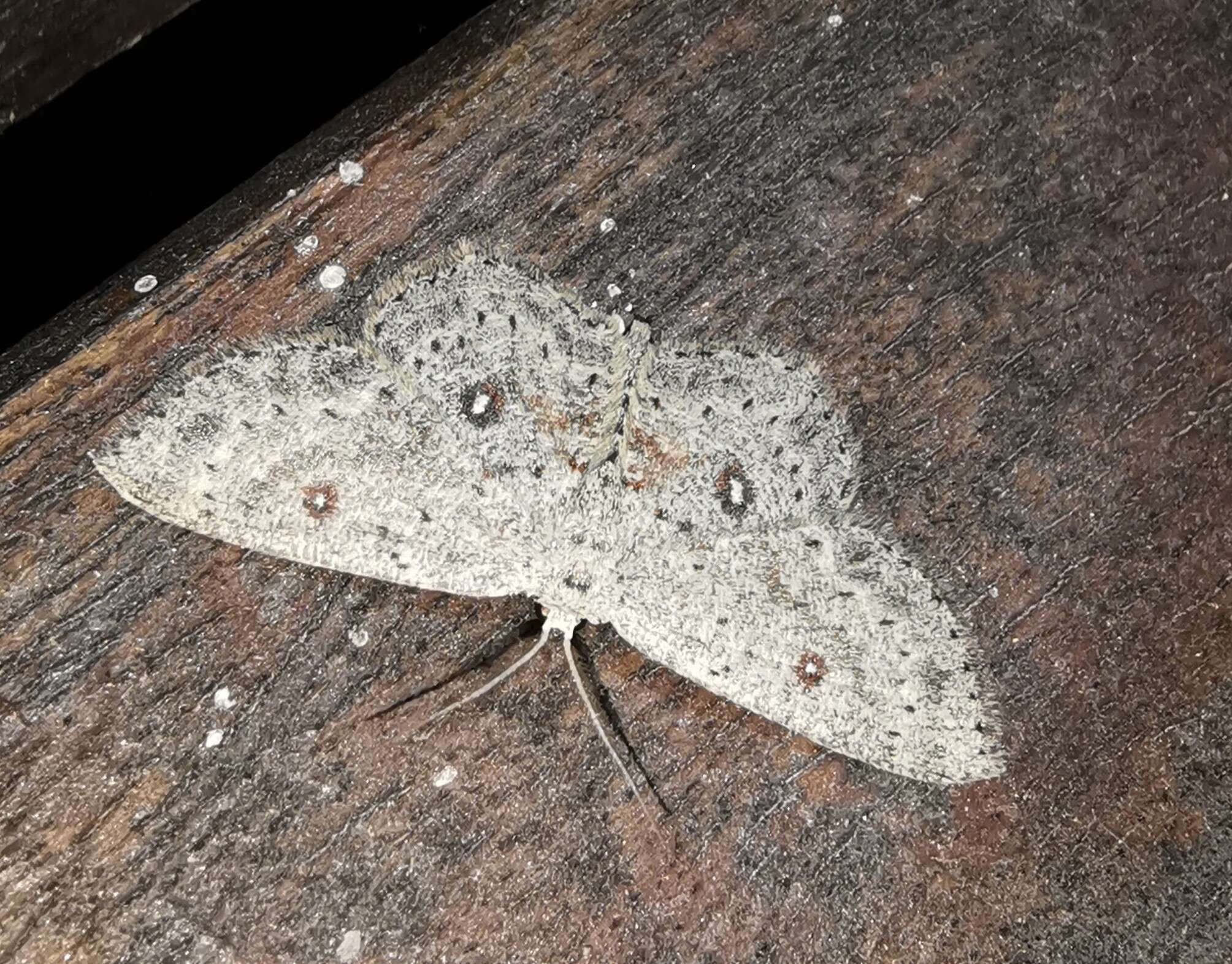 صورة Cyclophora albipunctata Hüfnagel 1767