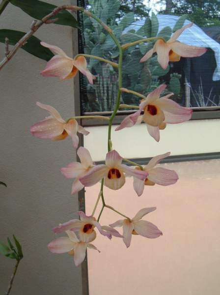 Imagem de Dendrobium moschatum (Banks) Sw.