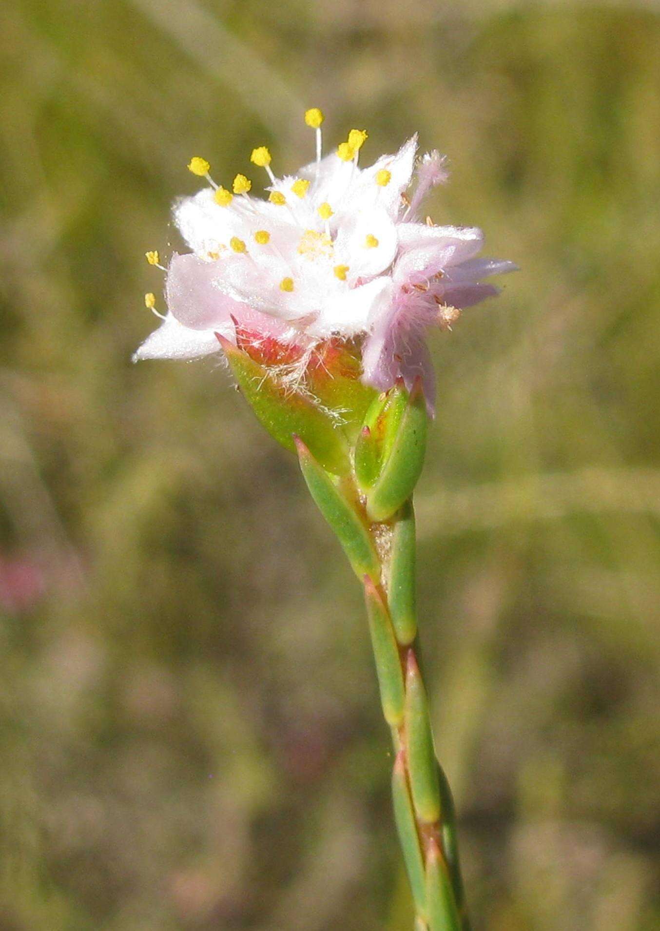 Image of Lachnaea globulifera subsp. globulifera