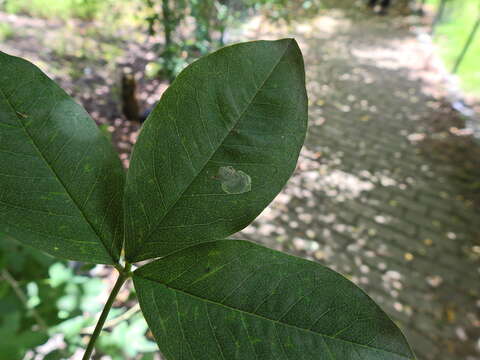 Слика од Leucoptera laburnella Stainton