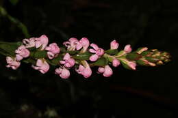 Image of Satyrium nepalense D. Don