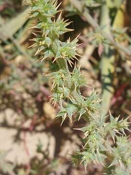 Image of Salsola squarrosa