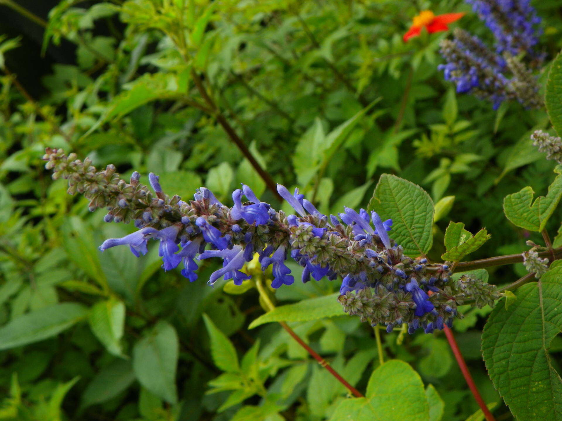 Image of Salvia polystachia Cav.