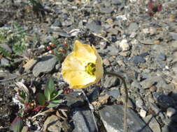 Image of Papaver calcareum V. V. Petrovskii