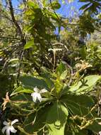 Imagem de Scaevola chamissoniana Gaud.