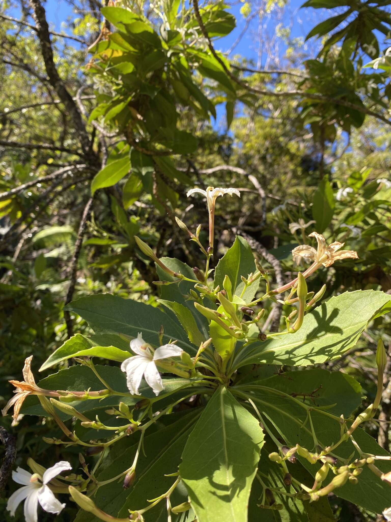 Image of naupaka kuahiwi