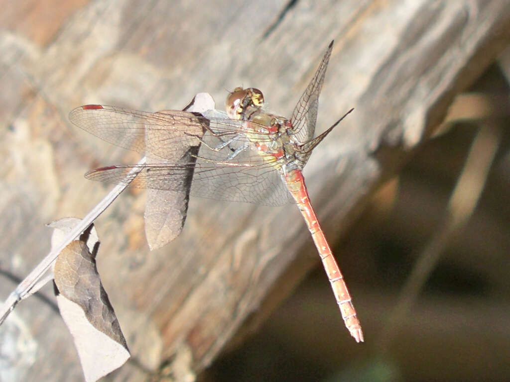 Image of Common Darter