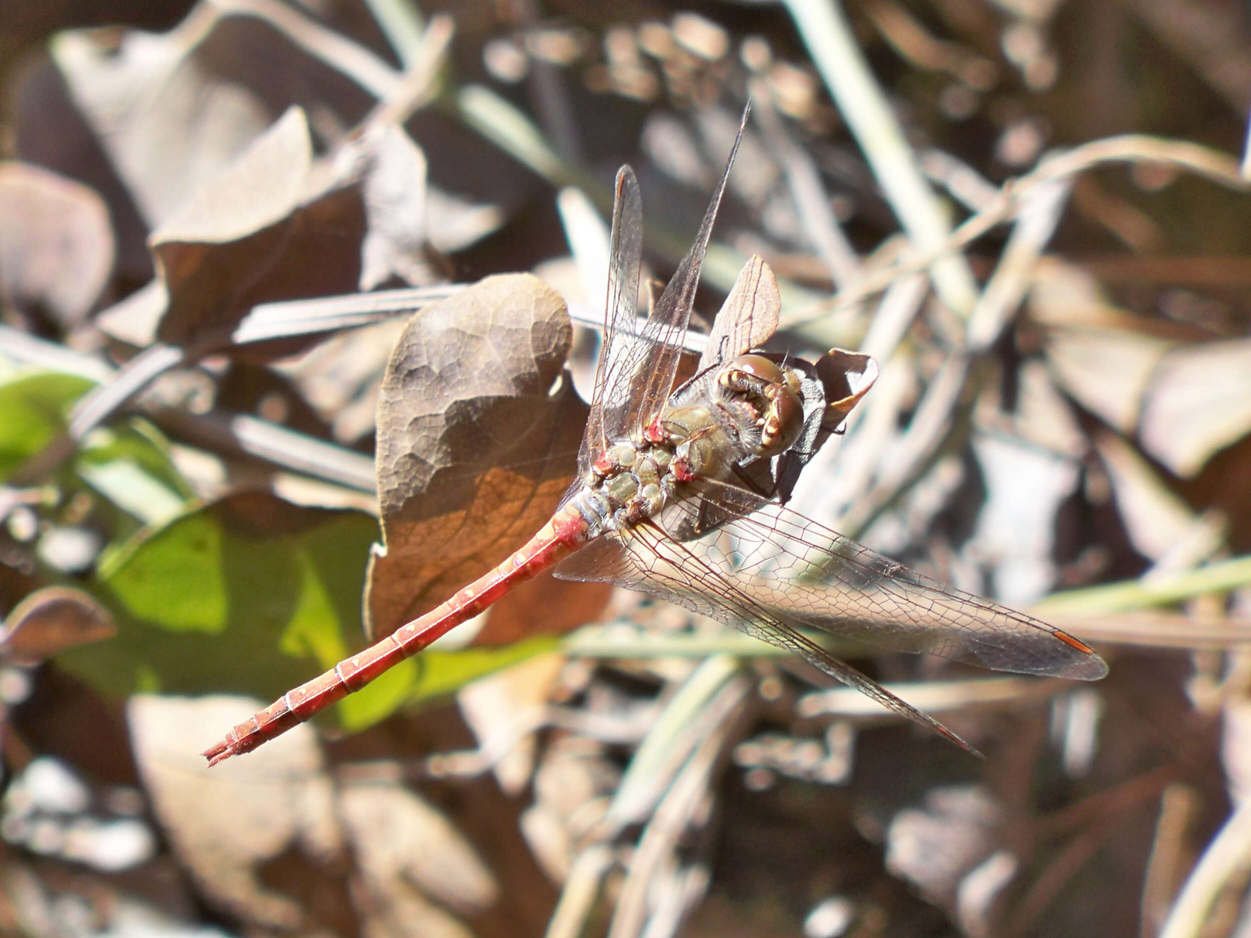 Image of Common Darter