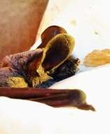 Image of European Free-tailed Bat