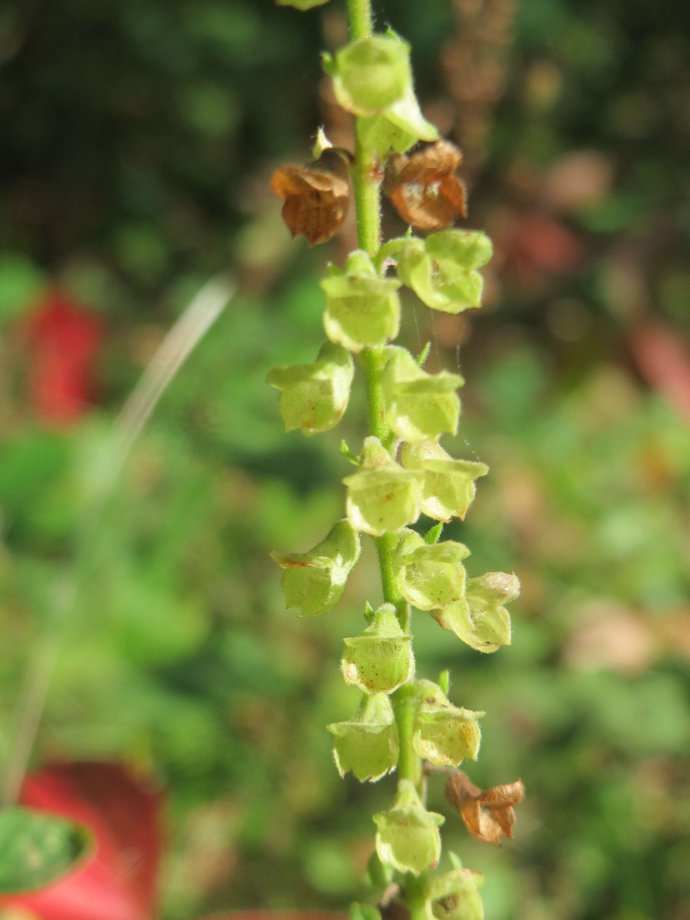 Слика од Teucrium scorodonia L.