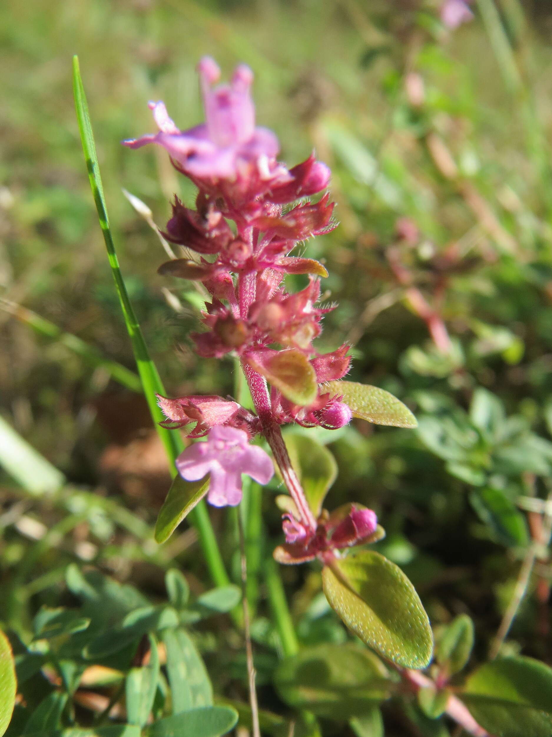 Image of breckland thyme