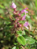 Image of breckland thyme