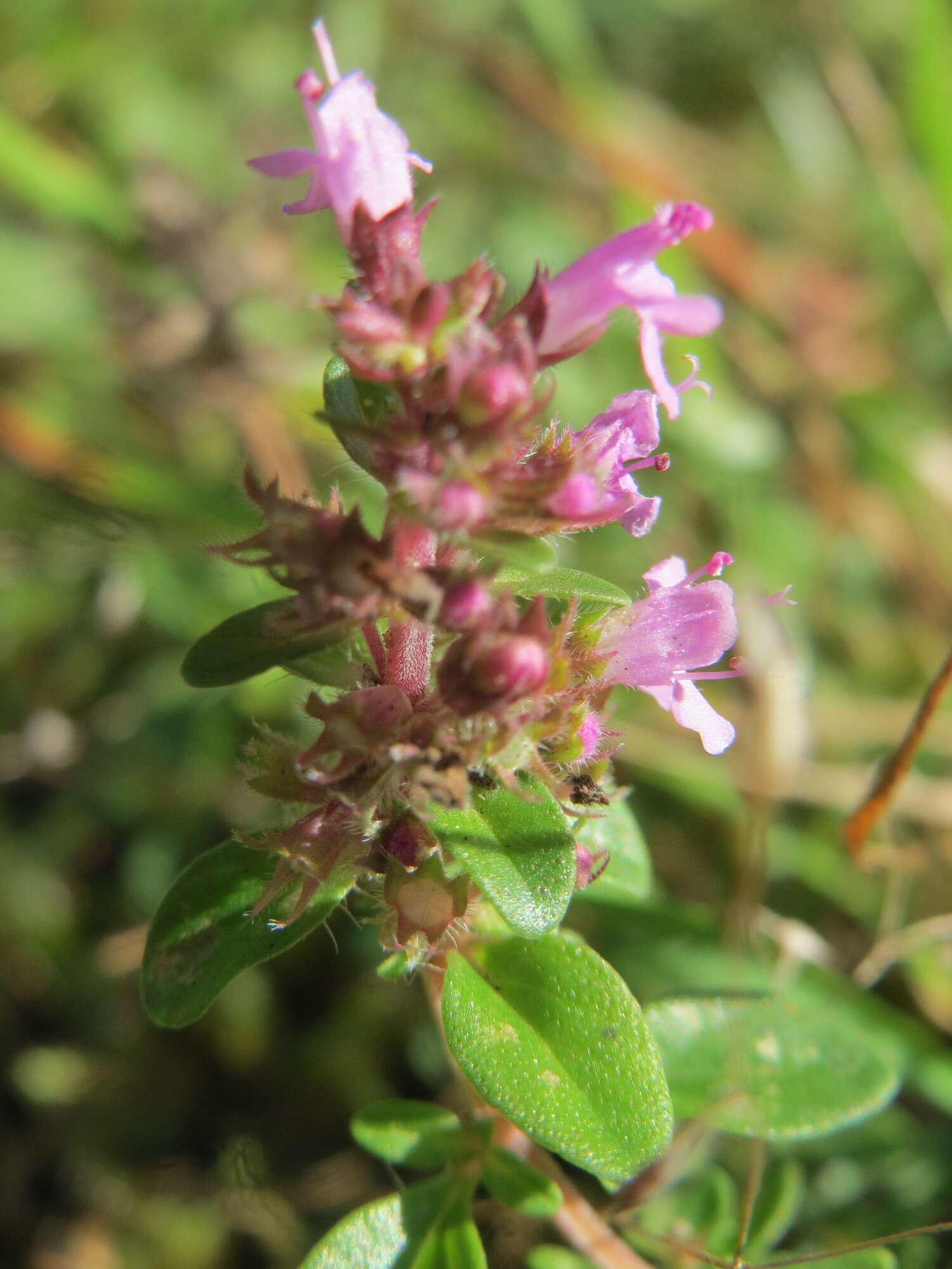 Слика од Thymus serpyllum L.