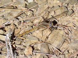 Image of Epaulet Skimmer