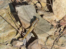 Image of Epaulet Skimmer