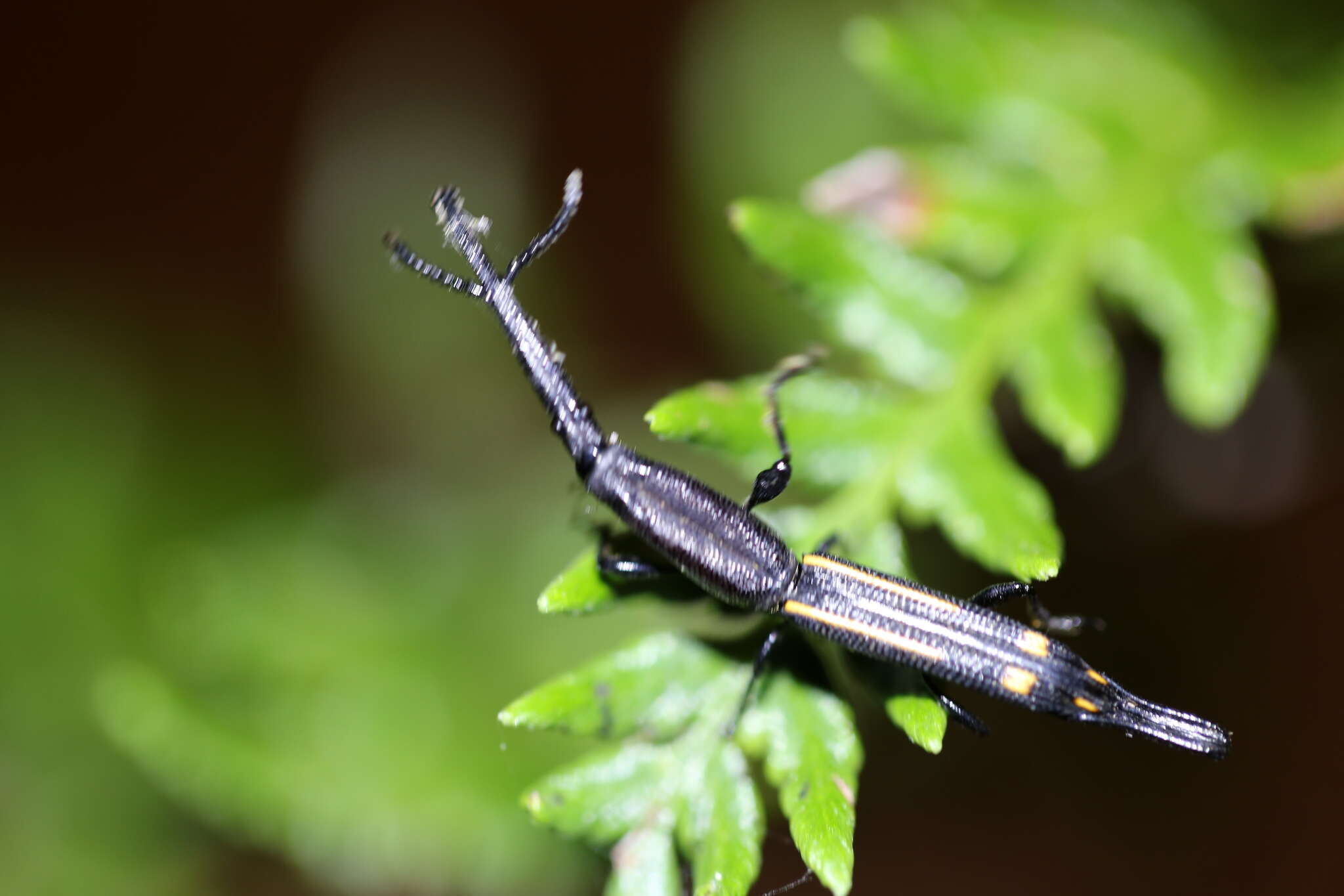 Uropteroides douei (Montrouzier 1861) resmi