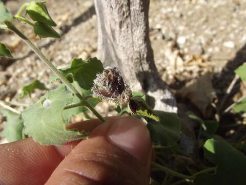 Image of Pringle's swallow-wort