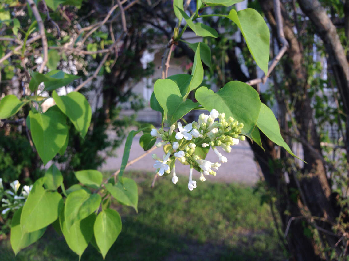 Image of Common Lilac