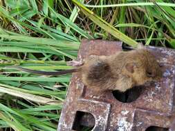 Image of harvest mouse