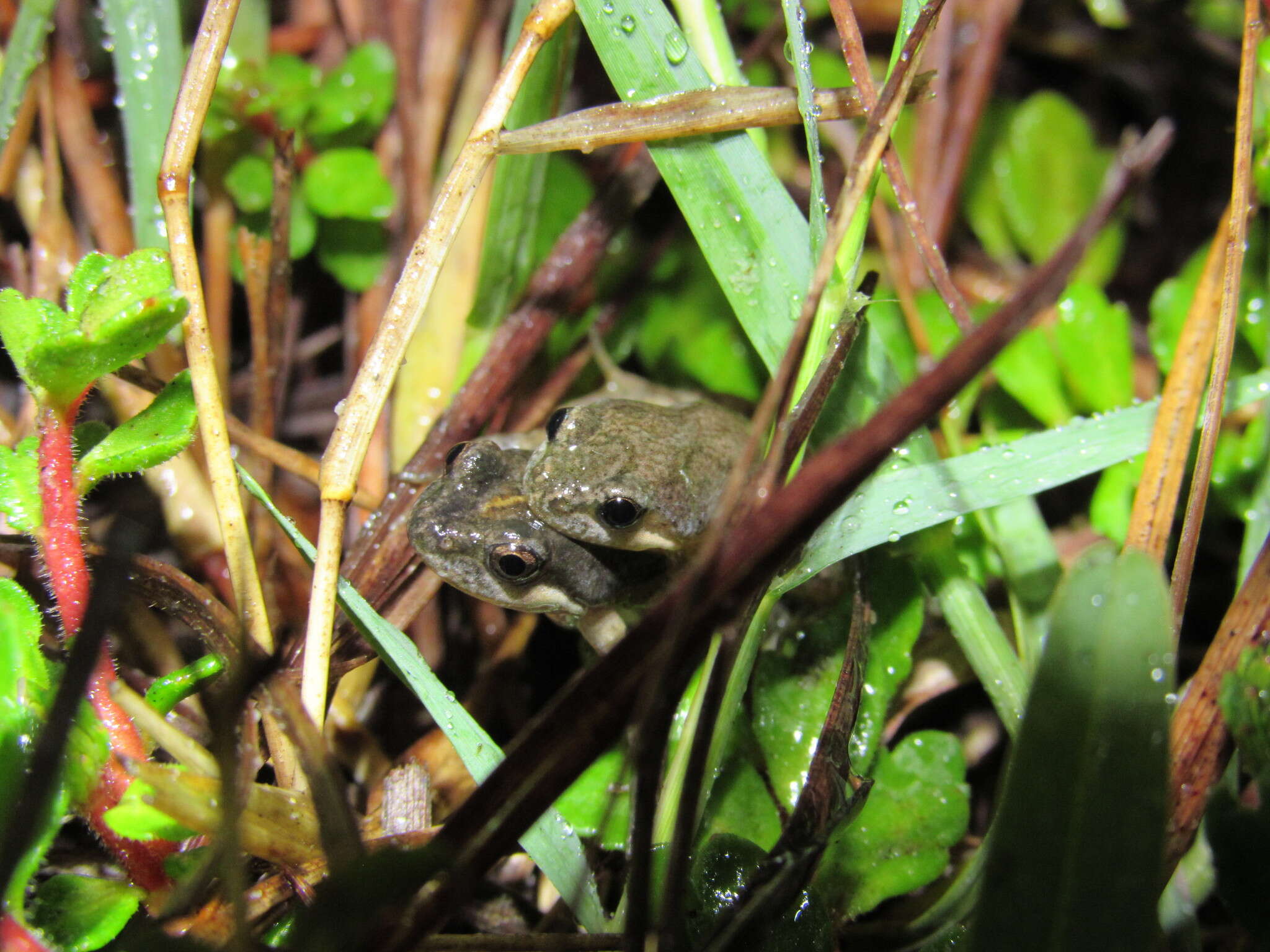 Image of Cacosternum australis Channing, Schmitz, Burger & Kielgast 2013