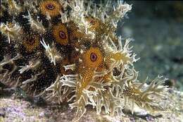 Image of blue-spotted sea hare